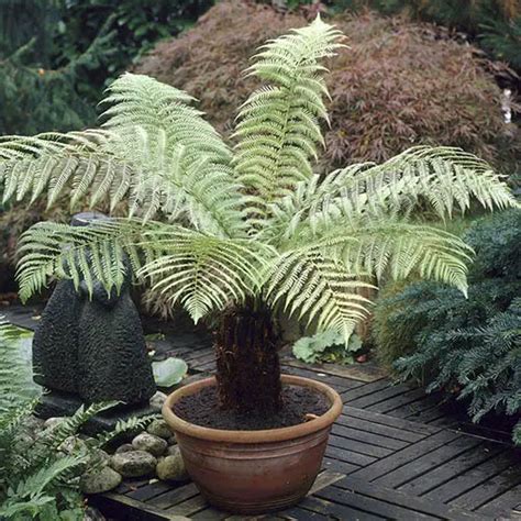 Soft Tree Fern Dicksonia Antarctica Full Care Guide