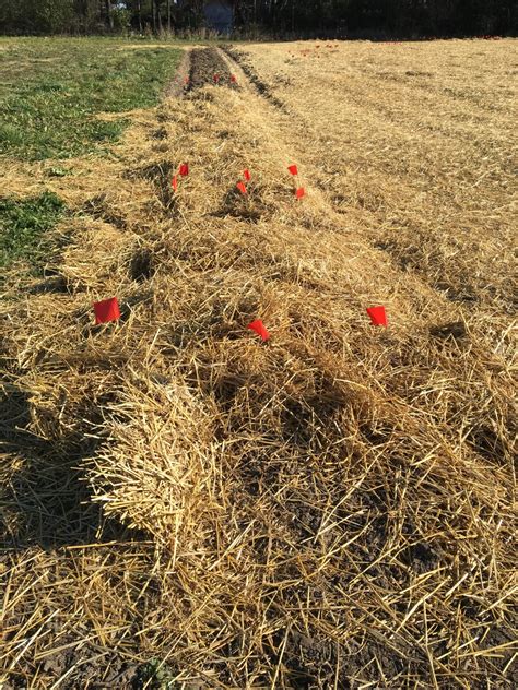 Mulching Garlic - Keene Garlic