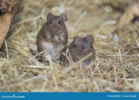 Hispid Cotton Rat Stock Photo Image Of Hispidus Rodent 62670500