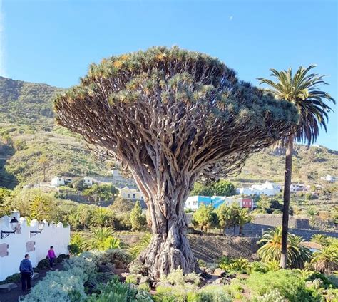 El Parque del Drago de Icod consigue en seis meses su récord histórico