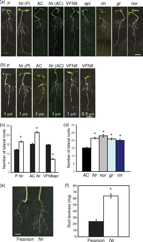 Genetic Dissection Of The Role Of Ethylene In Regulating Auxin