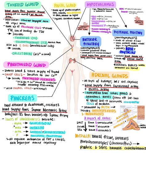 Endocrine System Diagram Notability Gallery