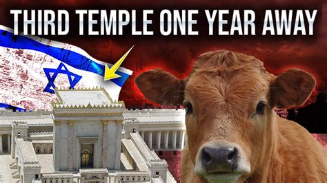 The Red Heifers SECRETLY Arrived In Israel To Prepare The Third Temple