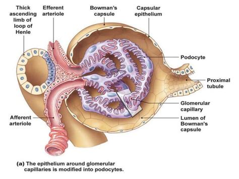 Anatomy & Physiology of Renal System.pptx