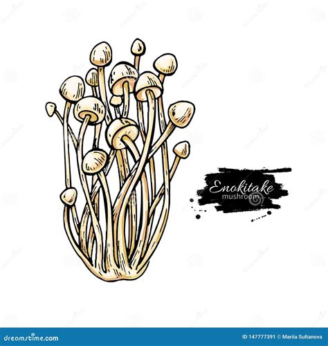 Enokitake Mushroom Hand Drawn Vector Illustration Sketch Food Drawing