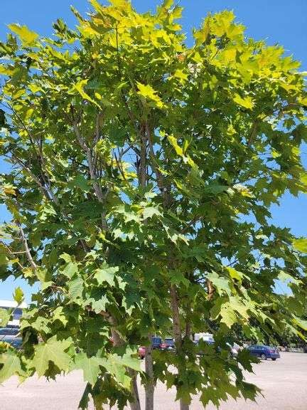 Tall Columnar Dwarf Sugar Maple Tree Prime Time Auctions Inc