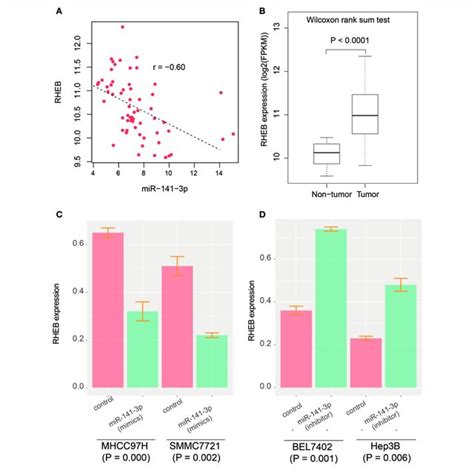 The Prediction And Validation Of Mir P Binding With Rheb Mrna