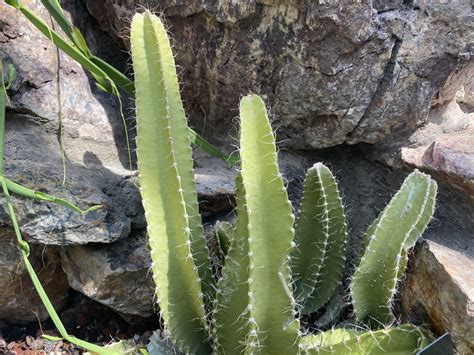 Dog Tail Cactus Care: The Complete Guide from Cacti Experts