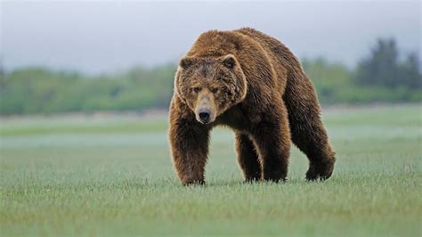 grizzly bear, grizzly bear habitat image, nature, animals in the wild, no people, 2K, hunting ...