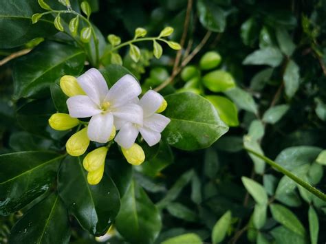 Premium Photo Abstract Art Of Flower Background Orange Jasmine