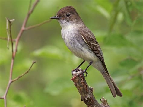 Eastern Phoebe - NestWatch