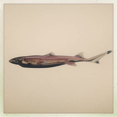 Dwarf lanternshark | Fallons Angler