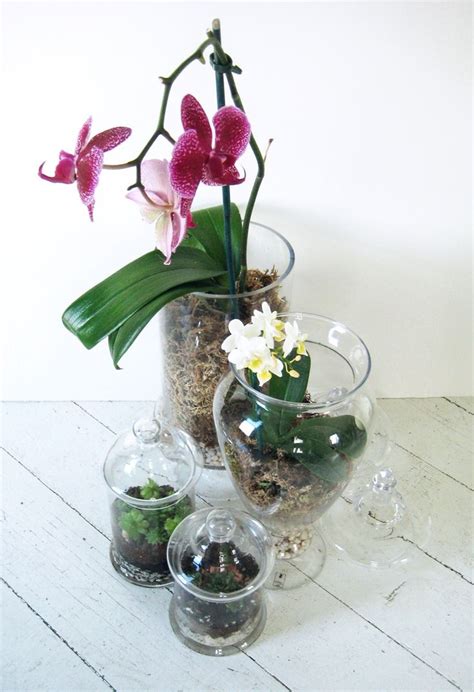 Making Orchid Terrariums In Glass Jars Is A Lovely Way To Display These Beautiful Plants In An