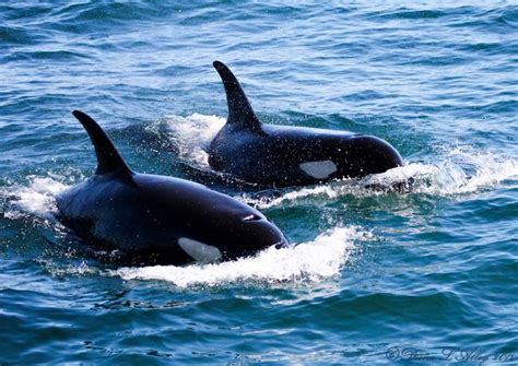 Whale Watching on the Port Townsend P.S. Express | Whale watching tours, Whale, Whale watching