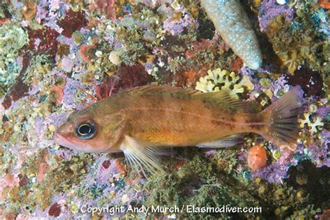 Puget Sound Rockfish Pictures Images Of Sebastes Emphaeus