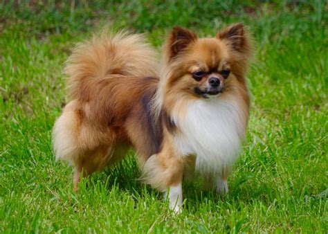 Les Photos De Chihuahua à Poil Long De Lélevage Du Jardin De Saint Firmin