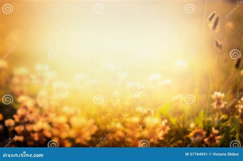 Blurred Nature Background with Flowers and Sunset Light Stock Image ...