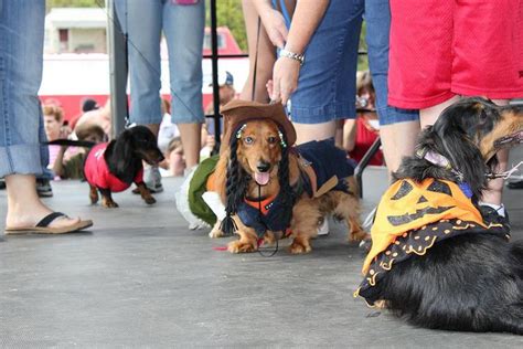 St Charles Oktoberfest Wiener Dog Races Fashion Dogs