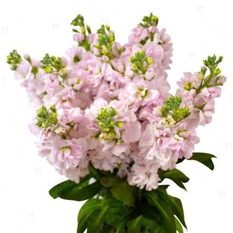 Pink Stock Flower Bouquet