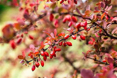 Barberry Planting Care And Uses Plantura