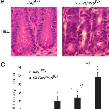 Conditional Intestinal Epithelial Cell Speci Fi C Ikk Knockout Mice