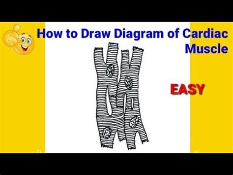 How To Draw Cardiac Muscle How To Draw Cardiac Muscle Diagram