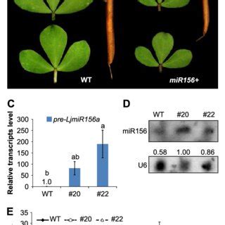 Phenotypic And Molecular Characterization Of Transgenic Mir Plants