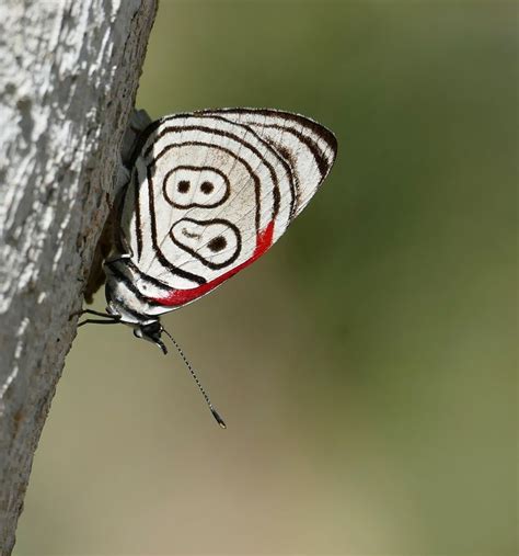 Pin de Wayne en Butterflies | Mariposas