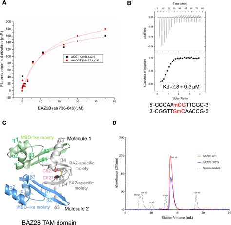 Crystal Structure Of The Baz2b Tam Domain Heliyon