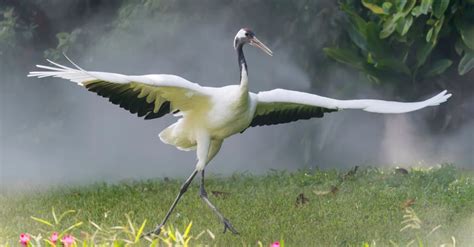 Red-Crowned Crane: The National Bird of China