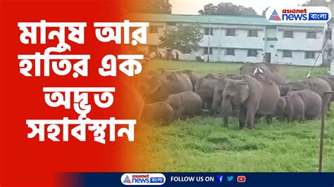 গুয়াহাটির নারাঙ্গি মিলেটারি স্টেশনে মানুষ আর হাতির এক অদ্ভূত সহাবস্থান