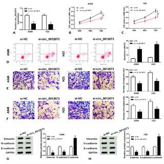 The Influences Of Circ Silencing On Proliferation Apoptosis