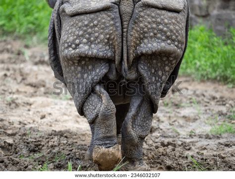 Indian Fat Ass Royalty Free Images Stock Photos Pictures