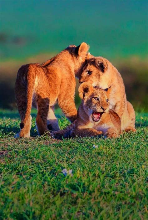 Lion Cubs Playing In Jungle Wild Life Photography Dr Nilesh Mori In