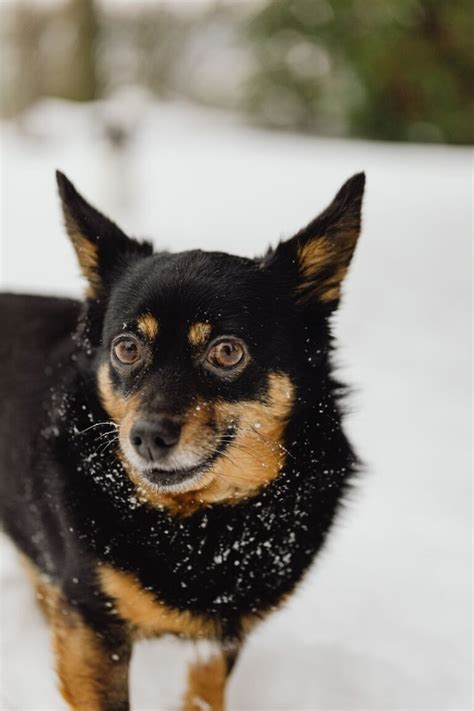 Americas Newest Dog Breed Has Been Recognized In The Uk For Decades