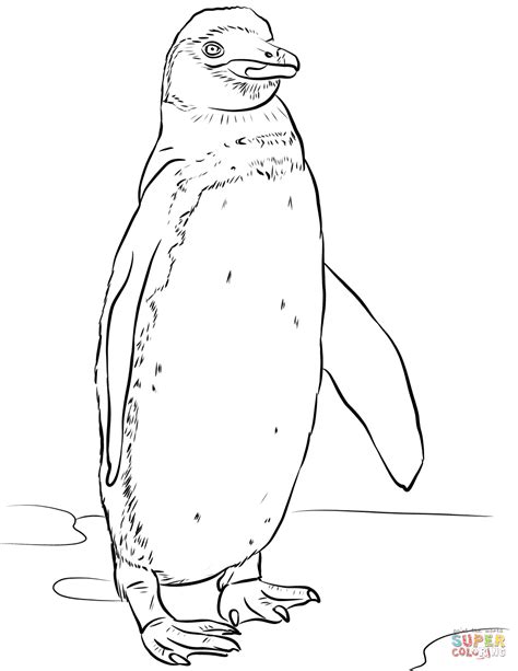 Dibujo de Pingüino de las Galápagos o pájaro bobo de Galápagos para