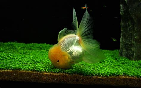 Baby Black Oranda Goldfish - amenitymoms