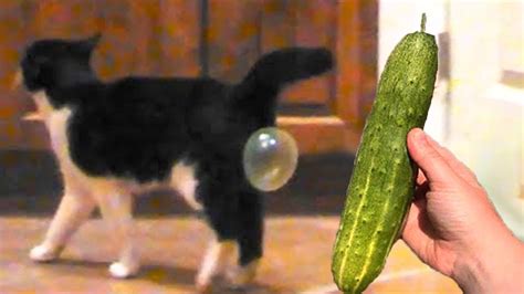 Cat Vs Cucumbers Reaction Cats Scared Of Cucumbers Compilation