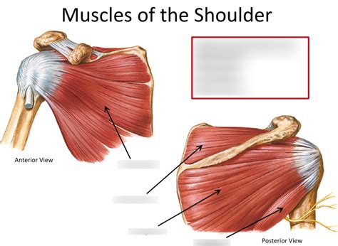 Muscles Of The Rotator Cuff Diagram Quizlet