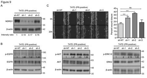 Ndrg1 Regulates The Activation Of Multiple Cellular Kinases And Cell