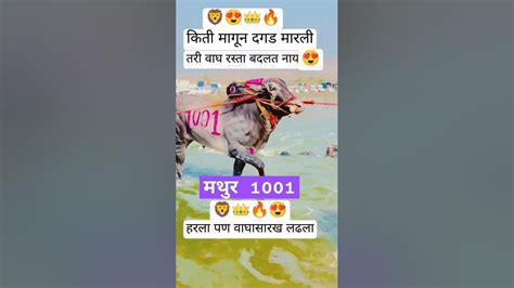 👑मथुर1001mathur Bakasur नादहारक्तातअसावालागतो Youtube