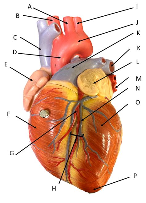 Heart External Anterior Diagram Quizlet