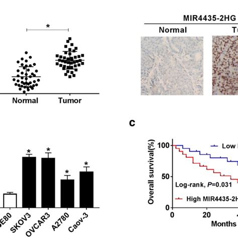 Mir Hg Was Upregulated In Oc Tissues And Cell Lines A The