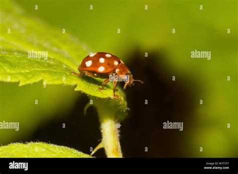 Creamspot ladybird hi-res stock photography and images - Alamy