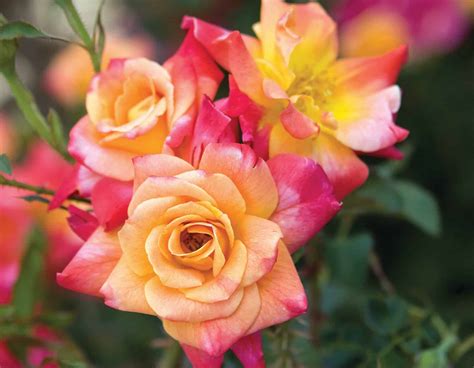 Josephs Coat Roses Kool Breeze Farms
