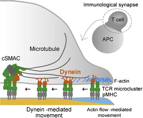 Dynein Driven Transport Of T Cell Receptor Microclusters Regulates