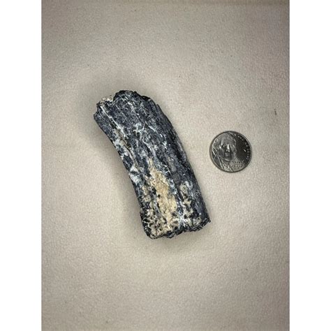 Fossil Horse Tooth Florida Heavy Calcium Molar Tooth → Prehistoric