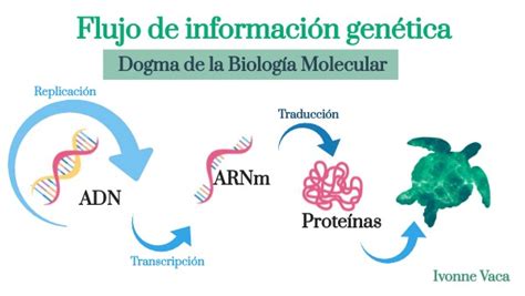 Flujo Informaci N Gen Tica