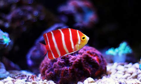 Angelfish Prices Purchase Cost Supplies Food And More A Z