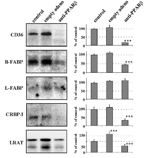 Transcriptional Effects Of Viral Antisense PPAR MRNA Expression